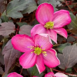 Clematis montana RED VELVET TRUFFLE 'Hyfatis02'