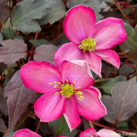 Clematis montana RED VELVET TRUFFLE 'Hyfatis02'