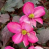 Clematis montana RED VELVET TRUFFLE 'Hyfatis02'