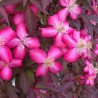 Clematis montana RED VELVET TRUFFLE 'Hyfatis02'