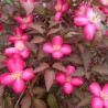 Clematis montana RED VELVET TRUFFLE 'Hyfatis02'