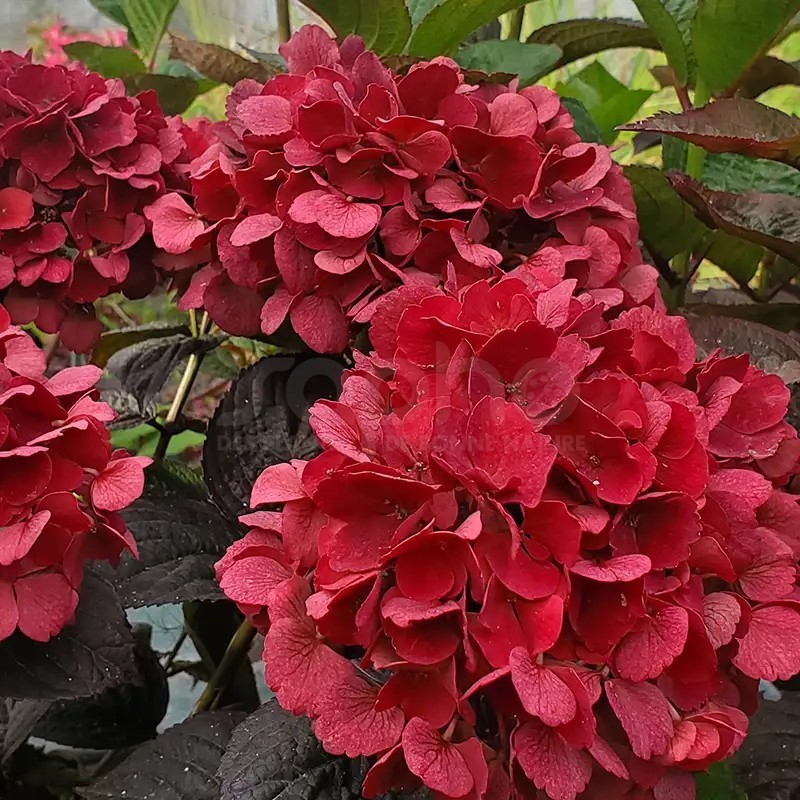 Hydrangea macrophylla PAVLOVA® 'Juwhite'