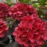 Hydrangea macrophylla PAVLOVA® 'Juwhite'