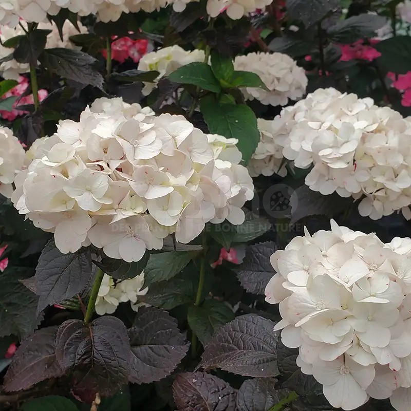 Hydrangea macrophylla PAVLOVA® 'Juwhite'