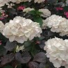 Hydrangea macrophylla PAVLOVA® 'Juwhite'