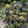 Hydrangea macrophylla PAVLOVA® 'Juwhite'