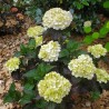 Hydrangea macrophylla PAVLOVA® 'Juwhite'