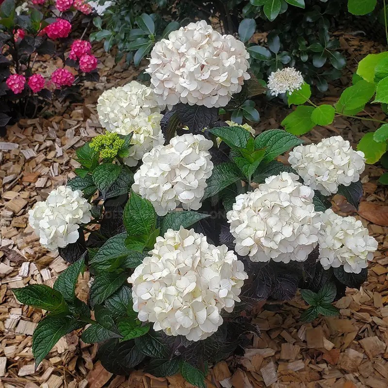 Hydrangea macrophylla PAVLOVA® 'Juwhite'