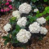 Hydrangea macrophylla PAVLOVA® 'Juwhite'