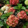 Hydrangea macrophylla PAVLOVA® 'Juwhite'