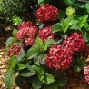 Hydrangea macrophylla PAVLOVA® 'Juwhite'
