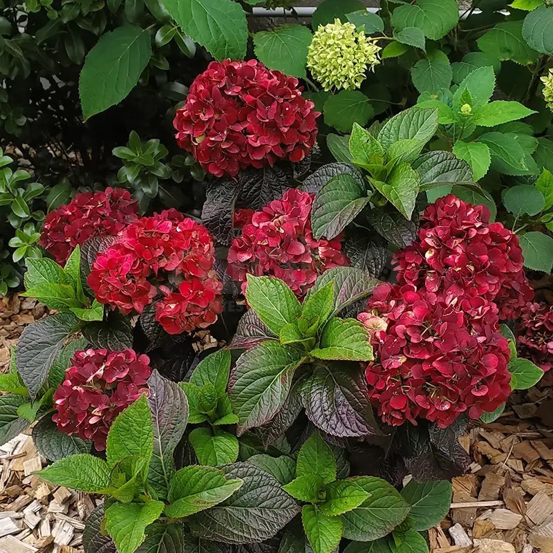 Hydrangea macrophylla PAVLOVA® 'Juwhite'