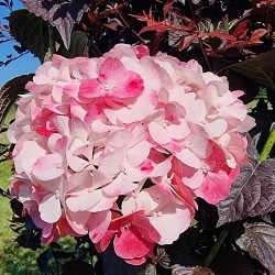 Hydrangea macrophylla PAVLOVA® 'Juwhite'