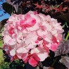 Hydrangea macrophylla PAVLOVA® 'Juwhite'