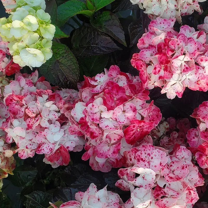Hydrangea macrophylla PAVLOVA® 'Juwhite'
