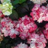 Hydrangea macrophylla PAVLOVA® 'Juwhite'