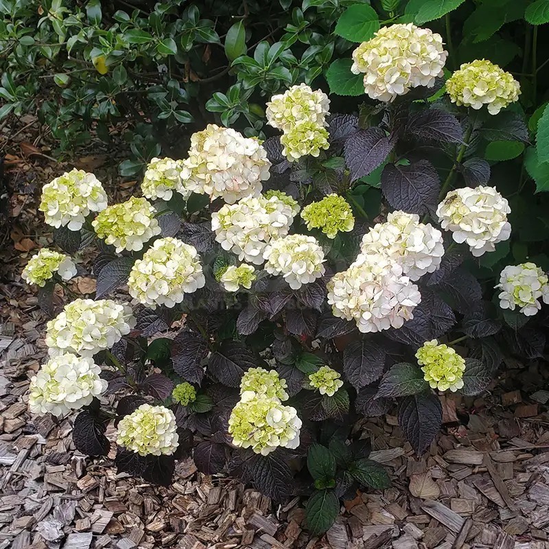 Hydrangea macrophylla PAVLOVA® 'Juwhite'