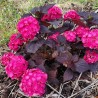 Hydrangea macrophylla x serrata Choco Strawberry 'Darballpink'