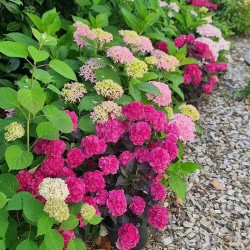 Hydrangea macrophylla x serrata Choco Strawberry 'Darballpink'