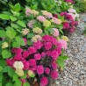 Hydrangea macrophylla x serrata Choco Strawberry 'Darballpink'