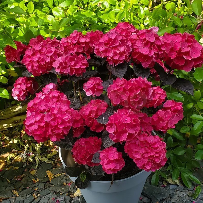 Hydrangea macrophylla x serrata Choco Strawberry 'Darballpink'