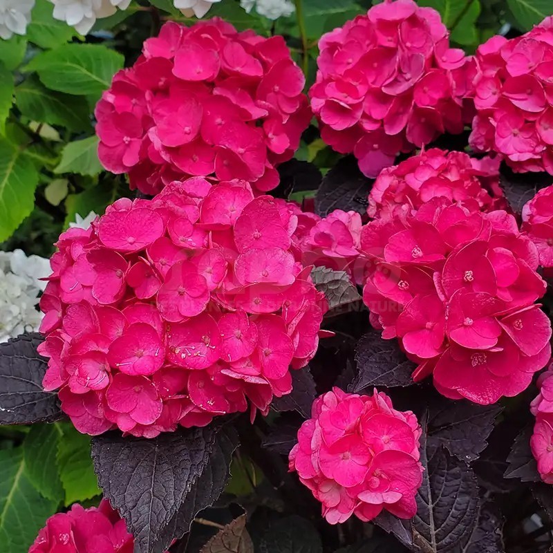 Hydrangea macrophylla x serrata Choco Strawberry 'Darballpink'