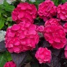 Hydrangea macrophylla x serrata Choco Strawberry 'Darballpink'