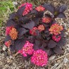 Hydrangea macrophylla x serrata Choco Strawberry 'Darballpink'