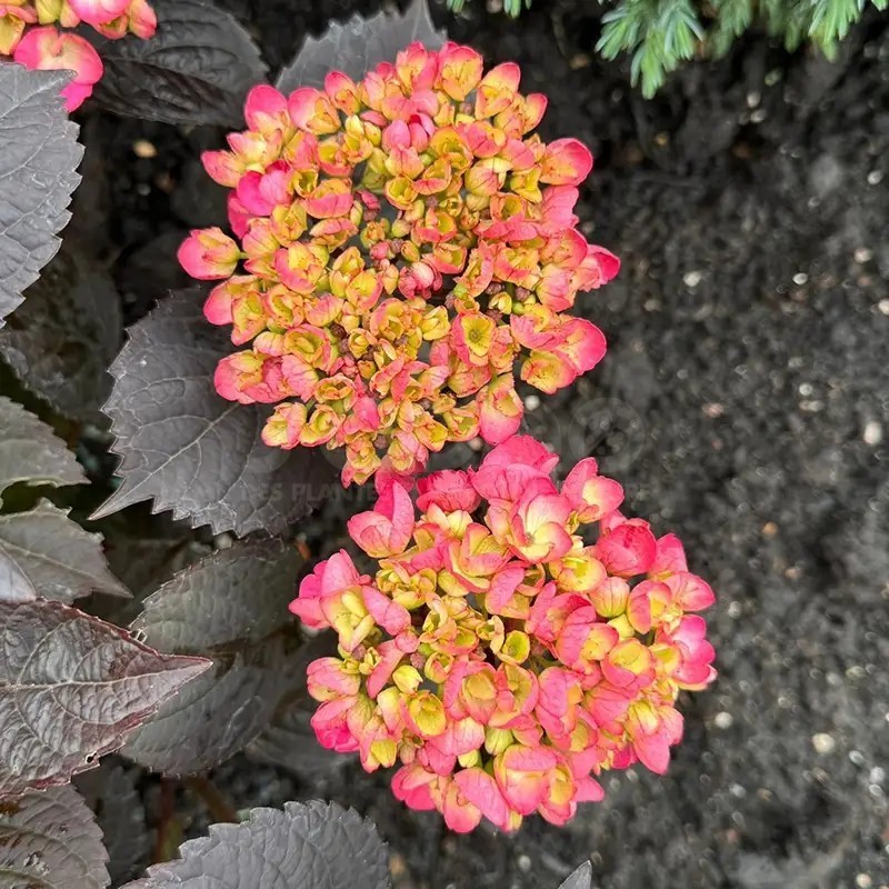 Hydrangea macrophylla x serrata Choco Strawberry 'Darballpink'