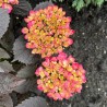 Hydrangea macrophylla x serrata Choco Strawberry 'Darballpink'