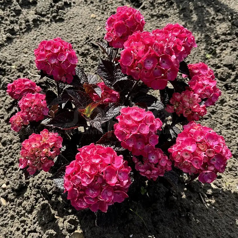 Hydrangea macrophylla x serrata Choco Strawberry 'Darballpink'