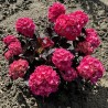 Hydrangea macrophylla x serrata Choco Strawberry 'Darballpink'