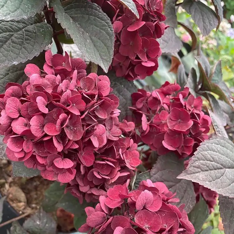 Hydrangea macrophylla x serrata Choco Strawberry 'Darballpink'