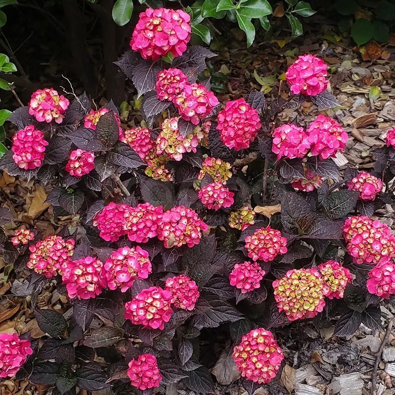 Hydrangea macrophylla x serrata Choco Strawberry 'Darballpink'