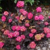 Hydrangea macrophylla x serrata Choco Strawberry 'Darballpink'
