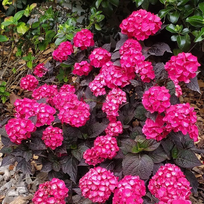 Hydrangea macrophylla x serrata Choco Strawberry 'Darballpink'