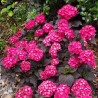 Hydrangea macrophylla x serrata Choco Strawberry 'Darballpink'