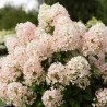 Hydrangea paniculata Living Milk & Honey® 'LC NO17'