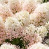 Hydrangea paniculata Living Milk & Honey® 'LC NO17'