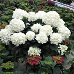Hydrangea paniculata Living Milk & Honey® 'LC NO17'