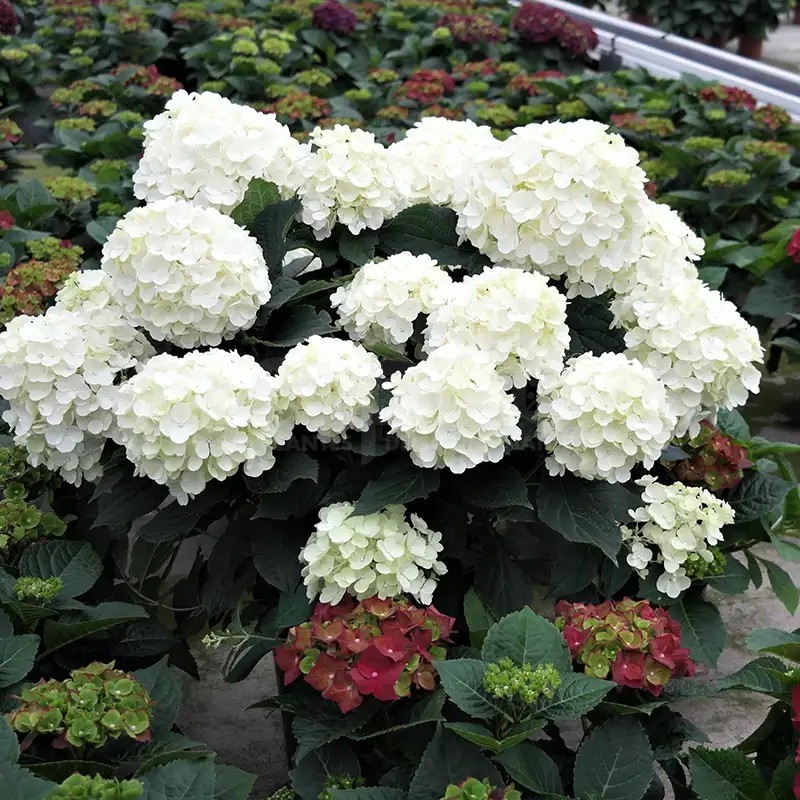 Hydrangea paniculata Living Milk & Honey® 'LC NO17'