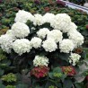 Hydrangea paniculata Living Milk & Honey® 'LC NO17'