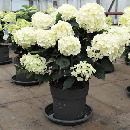 Hydrangea paniculata Living Milk & Honey® 'LC NO17'