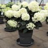 Hydrangea paniculata Living Milk & Honey® 'LC NO17'