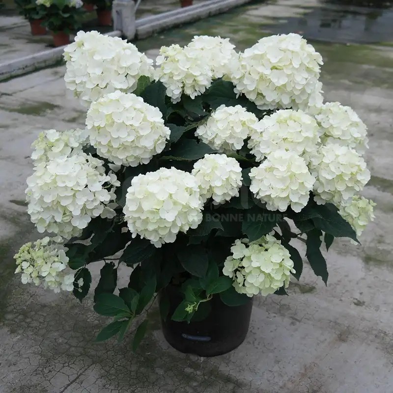 Hydrangea paniculata Living Milk & Honey® 'LC NO17'