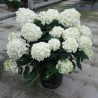 Hydrangea paniculata Living Milk & Honey® 'LC NO17'