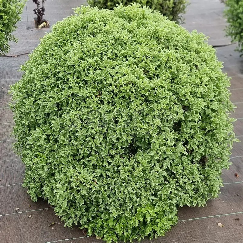 Pittosporum tenuifolium Mint Chocolate Chip® 'PTM1'