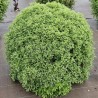 Pittosporum tenuifolium Mint Chocolate Chip® 'PTM1'