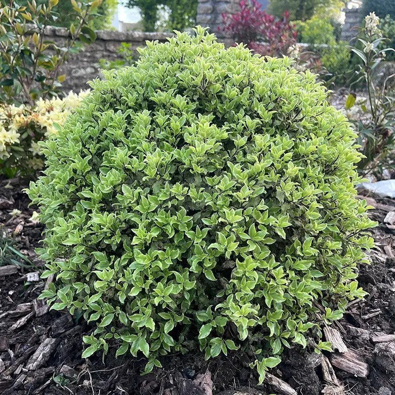 Pittosporum tenuifolium Mint Chocolate Chip® 'PTM1'