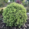 Pittosporum tenuifolium Mint Chocolate Chip® 'PTM1'